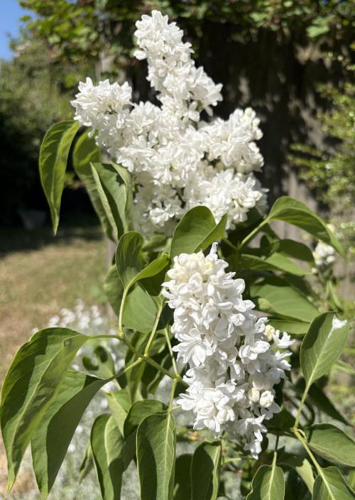 White Lilac May DUKE