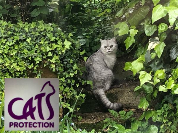 DUKE cats protection quiz
