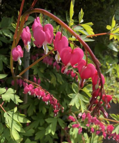 May Day Bleeding Heart crop