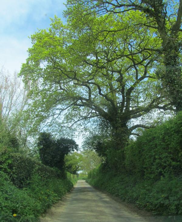 Flowton Road towards Somersham